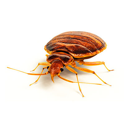 Fighting Bedbugs and Dust Mites With a Washable Mattress