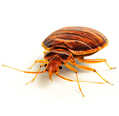 Do you Track Bedbugs in Your Building? Download our Free Tracking Template