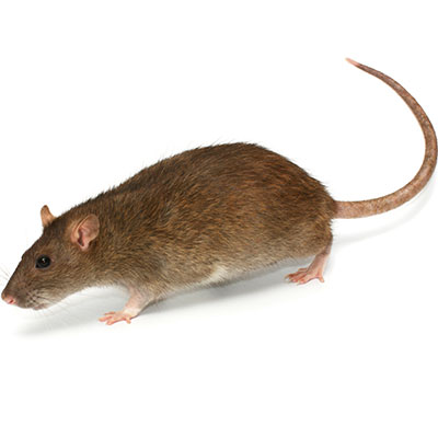 rat exterminators