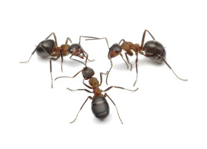 Exterminators for Ants - Jove Pest Control