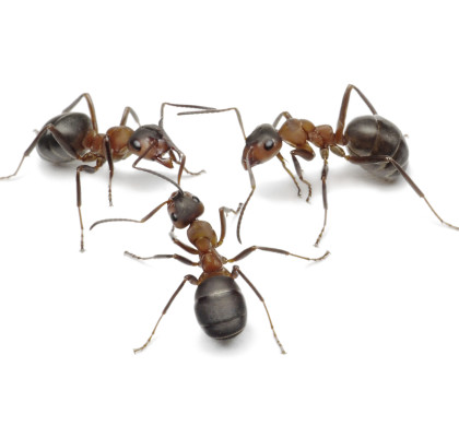 Don’t Be The One Caught in the Ant Trap
