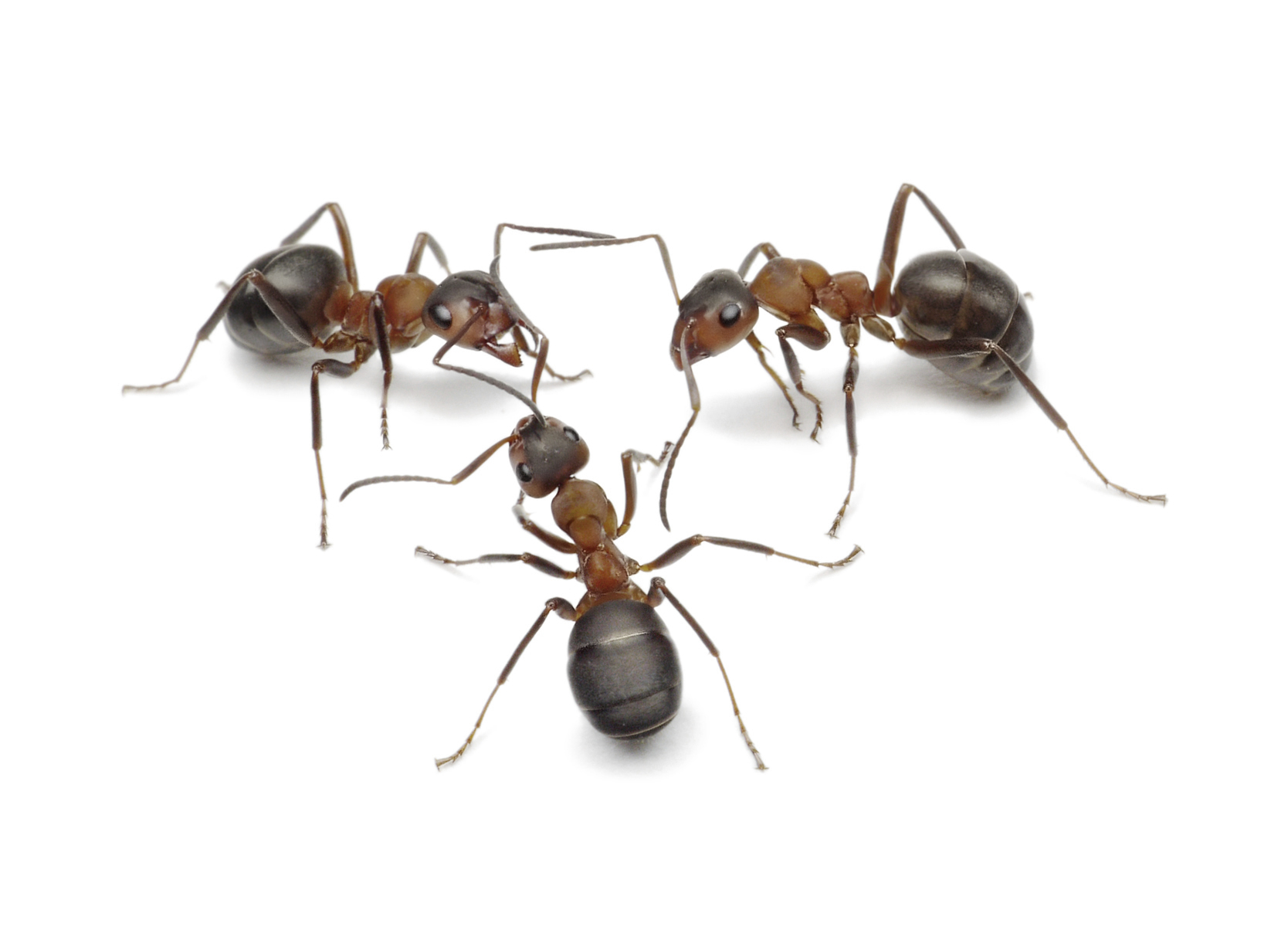 Exterminators for Ants