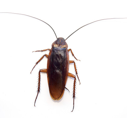 Cockroach Facts & Prevention Checklist