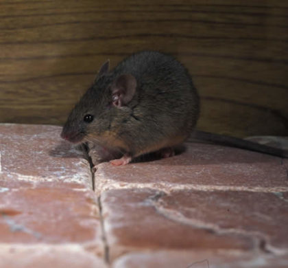 Cold Weather Brings Rodents Inside