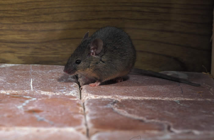 Exterminate House Mouse