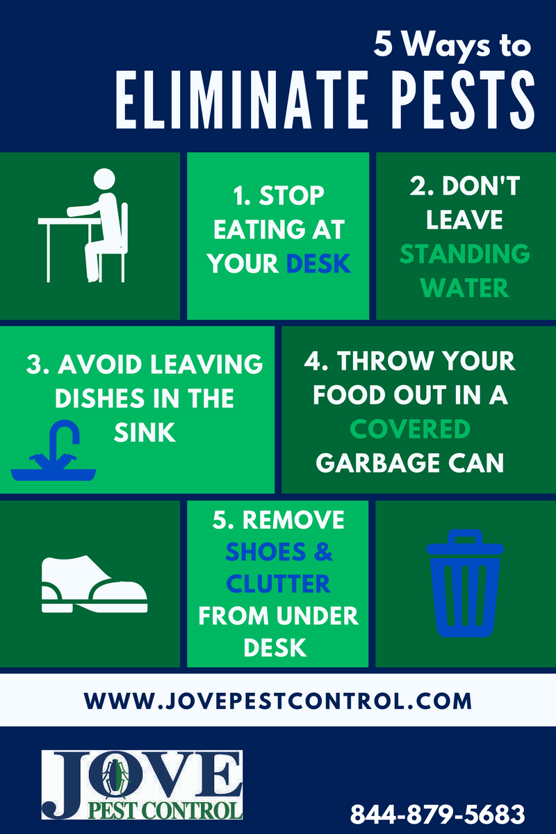 Keep Bugs Out Of Your Office - 5 Easy Steps