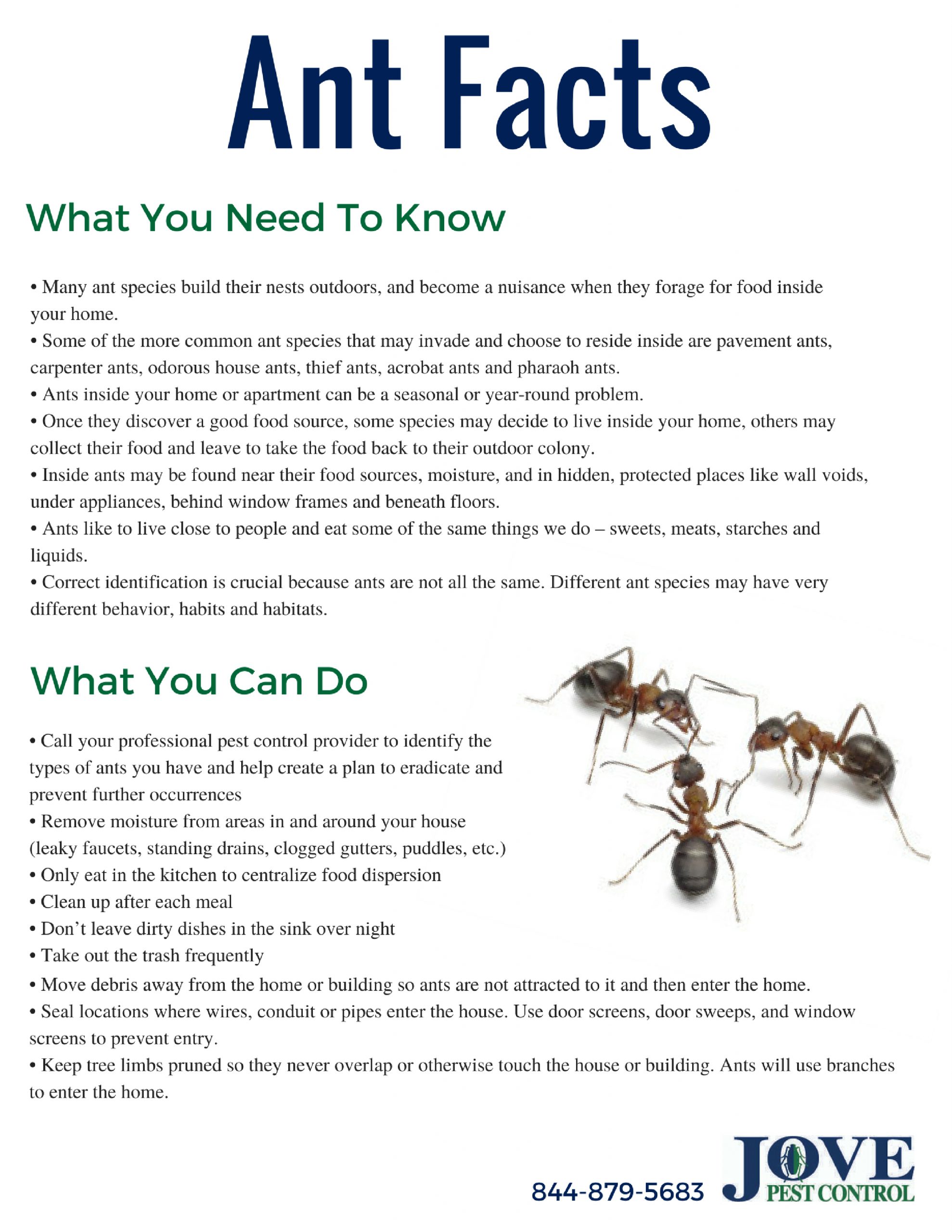 Ant Facts & Prevention