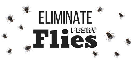 Eliminate Flies