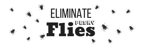 Eliminate Flies | Exterminators | Jove Pest Control, NYC