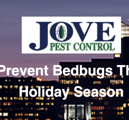 4 Tips To Prevent Bedbugs This Holiday Season