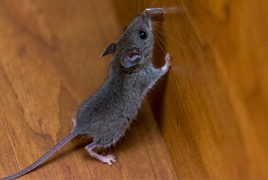 Easy Steps For Preventing Mice